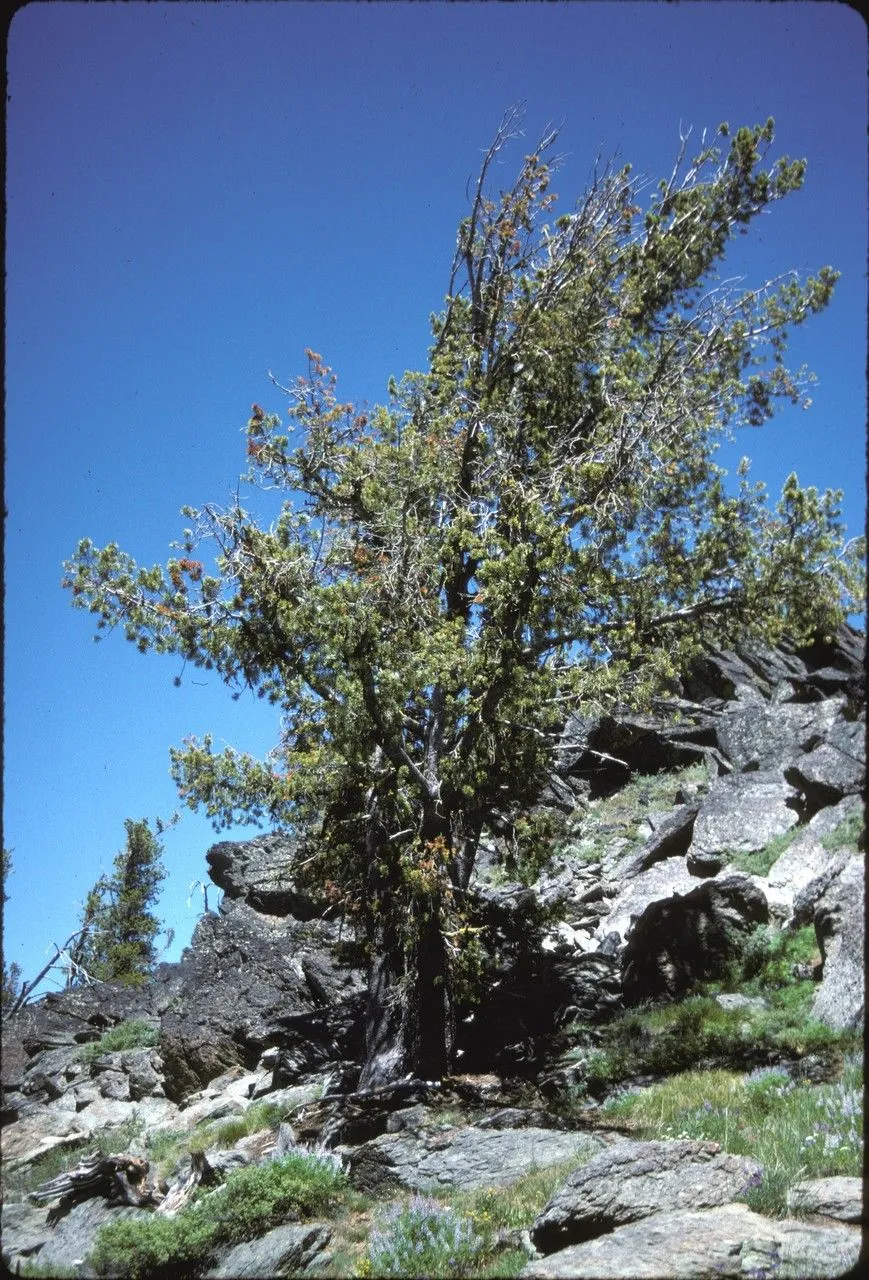 A leaning, scraggly pine tree, about 15 feet high at the tallest point, juts out of a rocky hilltop, limbs splayed haphazardly.